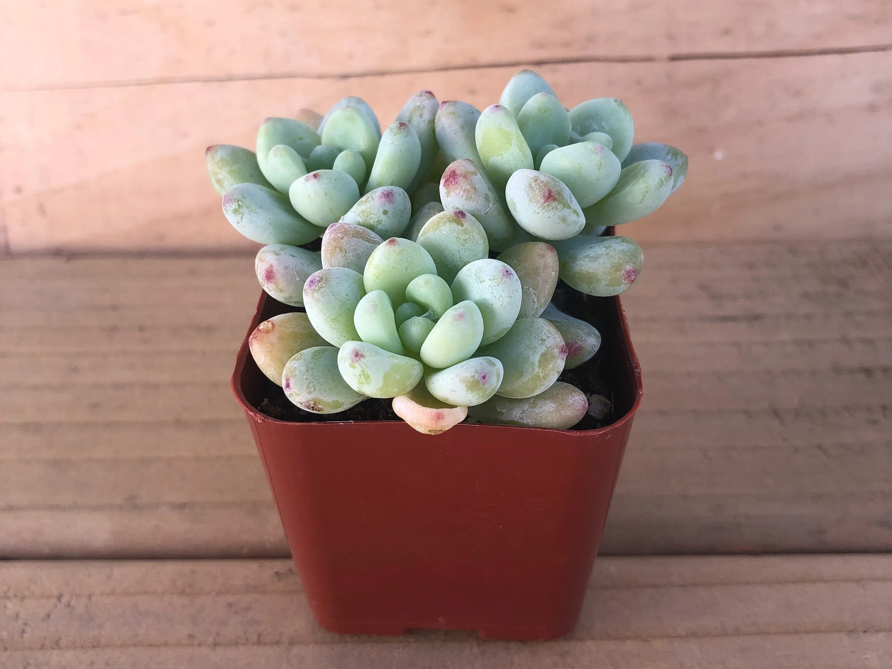 Live Tiscalatengo Succulent| Sedum Clavatum