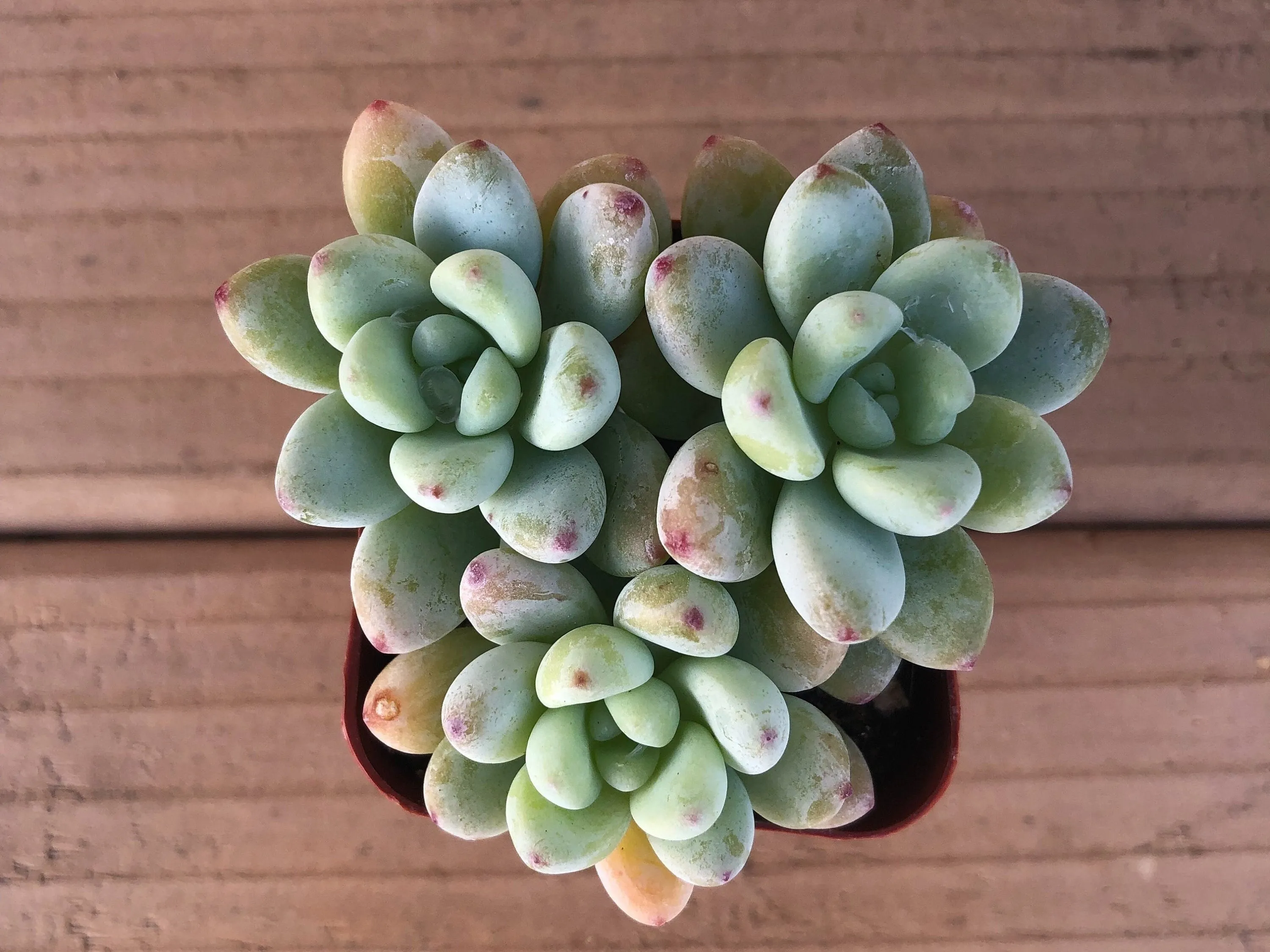 Live Tiscalatengo Succulent| Sedum Clavatum
